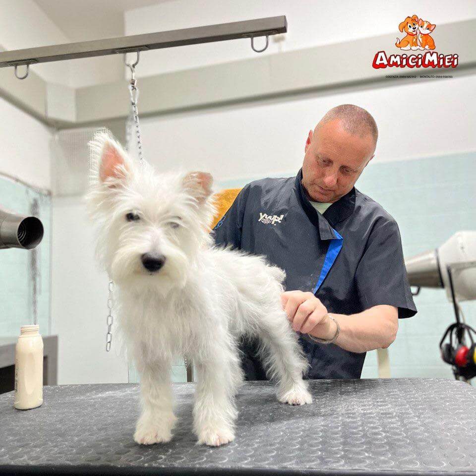 Amici Miei Mondo Cane Mondo Gatto Toelettatura Cane 18